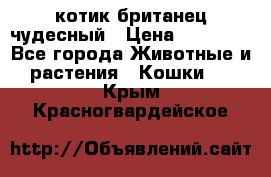 котик британец чудесный › Цена ­ 12 000 - Все города Животные и растения » Кошки   . Крым,Красногвардейское